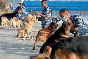 尼泊尔尊重他们的警犬部队 